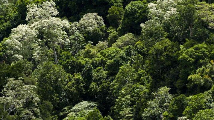 forêt dense