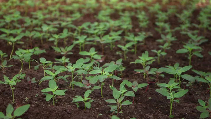 Agriculture Gabon