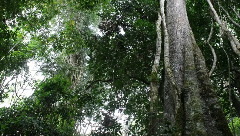 arbre liane Afrique