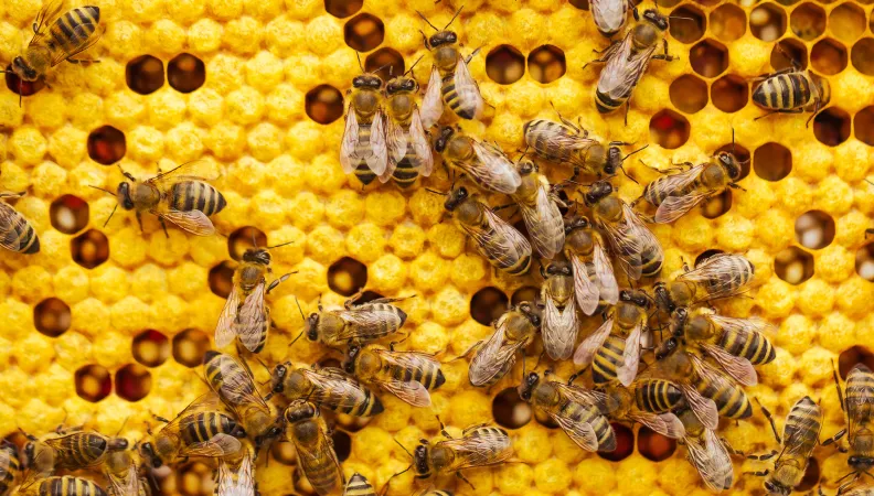 Abeilles