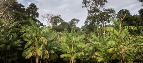 Fr Guyana 2